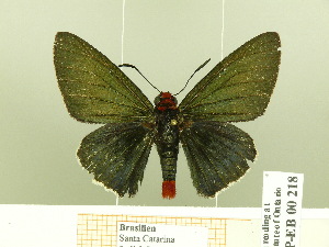  (Elbella mariae - HESP-EB 00 218)  @14 [ ] Copyright (2010) Ernst Brockmann Research Collection of Ernst Brockmann