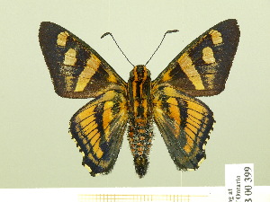  ( - HESP-EB 00-399)  @13 [ ] Copyright (2010) Ernst Brockmann Research Collection of Ernst Brockmann