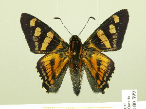  ( - HESP-EB 00-399)  @13 [ ] Copyright (2010) Ernst Brockmann Research Collection of Ernst Brockmann