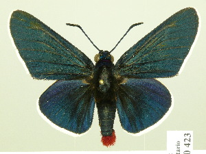  (Mysoria affinis - HESP-EB 00-423)  @14 [ ] Copyright (2010) Ernst Brockmann Research Collection of Ernst Brockmann