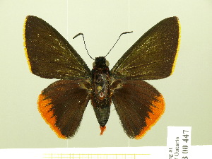  (Pyrrhopyge sadia - HESP-EB 00-447)  @15 [ ] Copyright (2010) Ernst Brockmann Research Collection of Ernst Brockmann