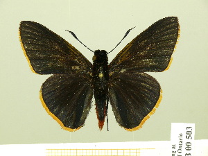  (Pyrrhopygopsis quispica - HESP-EB 00 503)  @14 [ ] Copyright (2010) Ernst Brockmann Research Collection of Ernst Brockmann