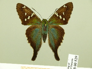  ( - HESP-EB 00 529)  @14 [ ] Copyright (2010) Ernst Brockmann Research Collection of Ernst Brockmann