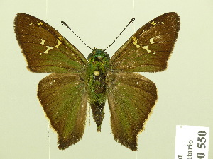  ( - HESP-EB 00 550)  @14 [ ] Copyright (2010) Ernst Brockmann Research Collection of Ernst Brockmann