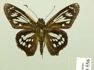  (Phanus albiapicalis - HESP-EB 00 556)  @13 [ ] Copyright (2010) Ernst Brockmann Research Collection of Ernst Brockmann