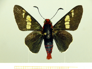  (Olafia roscius - HESP-EB 00 002)  @14 [ ] Copyright (2010) Ernst Brockmann Research Collection of Ernst Brockmann