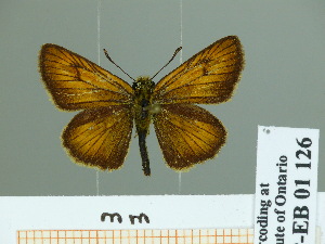 (Thymelicus leonina - HESP-EB 01 126)  @14 [ ] Copyright (2010) Ernst Brockmann Research Collection of Ernst Brockmann