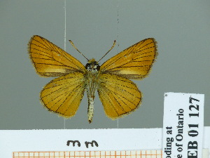  (Thymelicus leonida - HESP-EB 01 127)  @14 [ ] Copyright (2010) Ernst Brockmann Research Collection of Ernst Brockmann