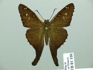  (Chioides marmorosa - HESP-EB 01 150)  @14 [ ] Copyright (2010) Ernst Brockmann Research Collection of Ernst Brockmann