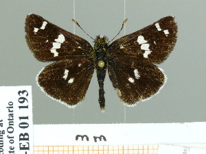  (Heteropterinae - HESP-EB 01 193)  @15 [ ] Copyright (2010) Ernst Brockmann Research Collection of Ernst Brockmann