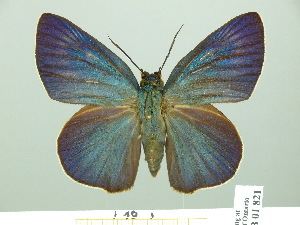  ( - HESP-EB 01821)  @13 [ ] Copyright (2010) Ernst Brockmann Research Collection of Ernst Brockmann