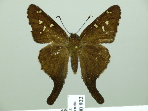  (Chioides marmorosa - HESP-EB 00 922)  @14 [ ] Copyright (2010) Ernst Brockmann Research Collection of Ernst Brockmann