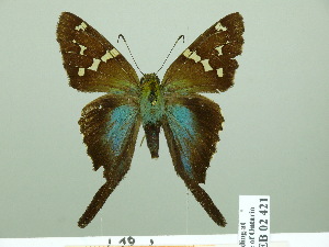  ( - HESP-EB 02421)  @13 [ ] Copyright (2010) Ernst Brockmann Research Collection of Ernst Brockmann