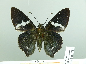  ( - HESP-EB 02 781)  @14 [ ] Copyright (2012) Ersnt Brockmann Research Collection of Ernst Brockmann