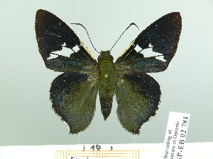  ( - HESP-EB 02 781)  @14 [ ] Copyright (2012) Ersnt Brockmann Research Collection of Ernst Brockmann