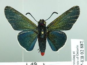  (Mysoria barcastus - HESP-EB 02 887)  @15 [ ] Copyright (2012) Ersnt Brockmann Research Collection of Ernst Brockmann