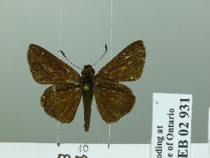  (Mnasilus allubita - HESP-EB 02 931)  @14 [ ] Copyright (2012) Ersnt Brockmann Research Collection of Ernst Brockmann