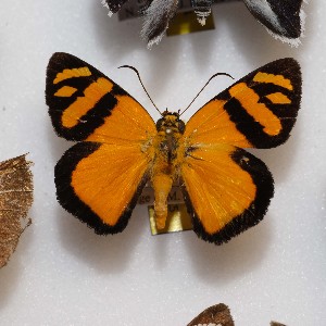  ( - NPML_Hsp219)  @11 [ ] Copyright (2025) Nino Page Unspecified