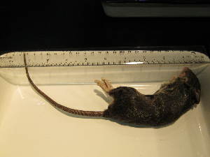  ( - USNM-AWF909)  @12 [ ] Unspecified (default): All Rights Reserved  Unspecified Unspecified