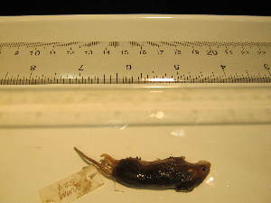  ( - USNM-MMM527)  @12 [ ] Unspecified (default): All Rights Reserved  Unspecified Unspecified