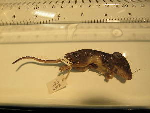  ( - USNM-MMM544)  @12 [ ] No Rights Reserved (2011) Hillary Young Smithsonian Institute