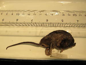  ( - USNM-MMM546)  @12 [ ] Unspecified (default): All Rights Reserved  Unspecified Unspecified