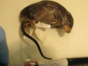  ( - USNM AWF 944)  @12 [ ] No Rights Reserved  Unspecified Unspecified
