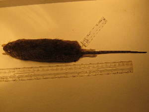  ( - USNM MMM 462)  @12 [ ] No Rights Reserved  Unspecified Unspecified