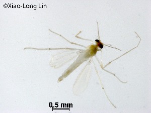  (Rheotanytarsus yueqingensis - HSY90)  @11 [ ] CreativeCommons-Attribution Non-Commercial Share-Alike (2020) Xiaolong Lin Nankai University, College of Life Sciences