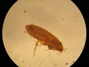  (Ctenophthalmus ansorgei - USNM ENT 00762253)  @11 [ ] CreativeCommons - Attribution Non-Commercial Share-Alike (2011) Smithsonian Smithsonian Institution