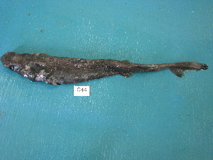  (Etmopterus brachyurus - HvdB-Jan-2011-44)  @11 [ ] No Rights Reserved  Herman van der Bank Unspecified