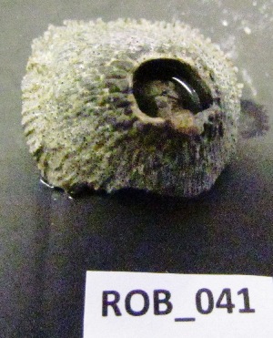  ( - HVDBM-ROB-41)  @12 [ ] Unspecified (default): All Rights Reserved  Unspecified Unspecified