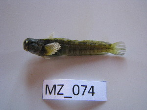  ( - HvdB-02-2011-MZ_074)  @12 [ ] Unspecified (default): All Rights Reserved  Unspecified Unspecified