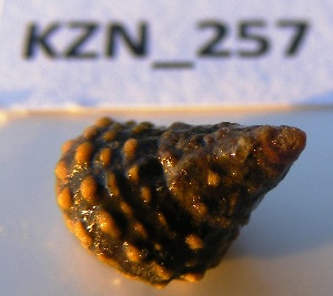  (Echinolittorina natalensis - HvdBM_KZN_254)  @13 [ ] CreativeCommons - Attribution (2012) H van der Bank Unspecified