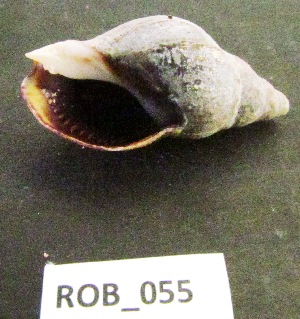  ( - HVDBM-ROB-55)  @13 [ ] Unspecified (default): All Rights Reserved  Unspecified Unspecified
