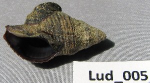  ( - HvdB-Lud-005)  @12 [ ] Unspecified (default): All Rights Reserved  Unspecified Unspecified