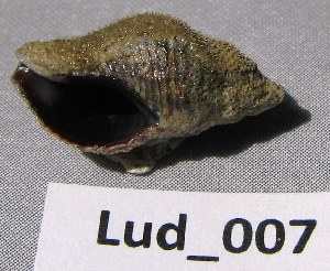  ( - HvdB-Lud-007)  @11 [ ] Unspecified (default): All Rights Reserved  Unspecified Unspecified