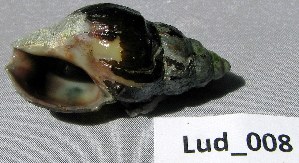  (Clavatulidae - HvdB-Lud-008)  @13 [ ] Unspecified (default): All Rights Reserved  Unspecified Unspecified