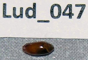  ( - HvdB-Lud-047)  @11 [ ] Unspecified (default): All Rights Reserved  Unspecified Unspecified
