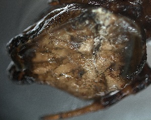  ( - PZNF-0077)  @12 [ ] Unspecified (default): All Rights Reserved  Unspecified Unspecified