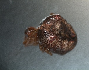  ( - PZNF-0079)  @12 [ ] Unspecified (default): All Rights Reserved  Unspecified Unspecified