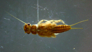  (Isoperla sp. BIOUG01 - 2021-HWDR-0129)  @11 [ ] CreativeCommons - Attribution Share-Alike (2023) Unspecified Drexel University, Academy of Natural Sciences