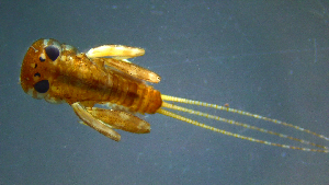  ( - 2021-HWDR-0615)  @11 [ ] CreativeCommons - Attribution Share-Alike (2023) Unspecified Drexel University, Academy of Natural Sciences