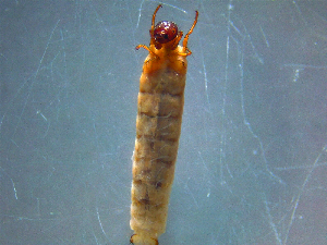  (Lepidostoma americanum - 2021-HWDR-0690)  @11 [ ] CreativeCommons - Attribution Share-Alike (2023) Unspecified Drexel University, Academy of Natural Sciences