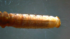  (Pycnopsyche luculenta group - 2021-HWDR-0795)  @11 [ ] CreativeCommons - Attribution Share-Alike (2023) Unspecified Drexel University, Academy of Natural Sciences