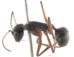  (Camponotus gouldianus - BIOUG02773-G06)  @13 [ ] CreativeCommons - Attribution (2013) CBG Photography Group Centre for Biodiversity Genomics