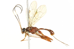  (Australoglypta - CCDB-15177-G01)  @14 [ ] CreativeCommons - Attribution (2012) CBG Photography Group Centre for Biodiversity Genomics