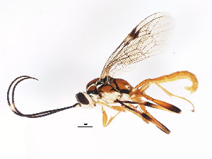  (Gavrana - BIOUG00859-G10)  @13 [ ] CreativeCommons - Attribution (2011) CBG Photography Group Centre for Biodiversity Genomics