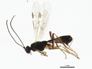  (Macrocentrus rubromaculatus - BIOUG00872-G07)  @13 [ ] CreativeCommons - Attribution (2011) CBG Photography Group Centre for Biodiversity Genomics