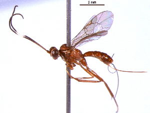  (Australoglypta - BIOUG02952-B11)  @14 [ ] CreativeCommons - Attribution (2013) CBG Photography Group Centre for Biodiversity Genomics